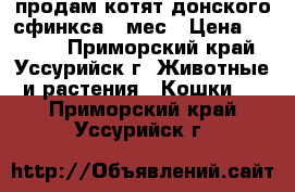 продам котят донского сфинкса 1 мес › Цена ­ 8 000 - Приморский край, Уссурийск г. Животные и растения » Кошки   . Приморский край,Уссурийск г.